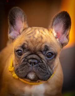 French bulldog puppies yellow girl from Russia