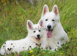 white Swiss shepherd female from Russia