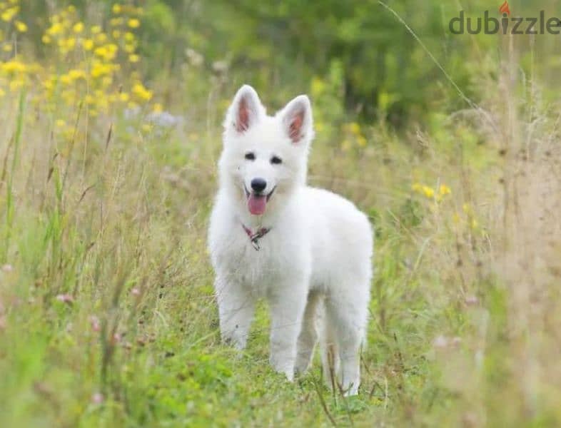 white Swiss shepherd female from Russia 1