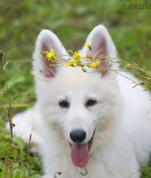 white Swiss shepherd female from Russia 2