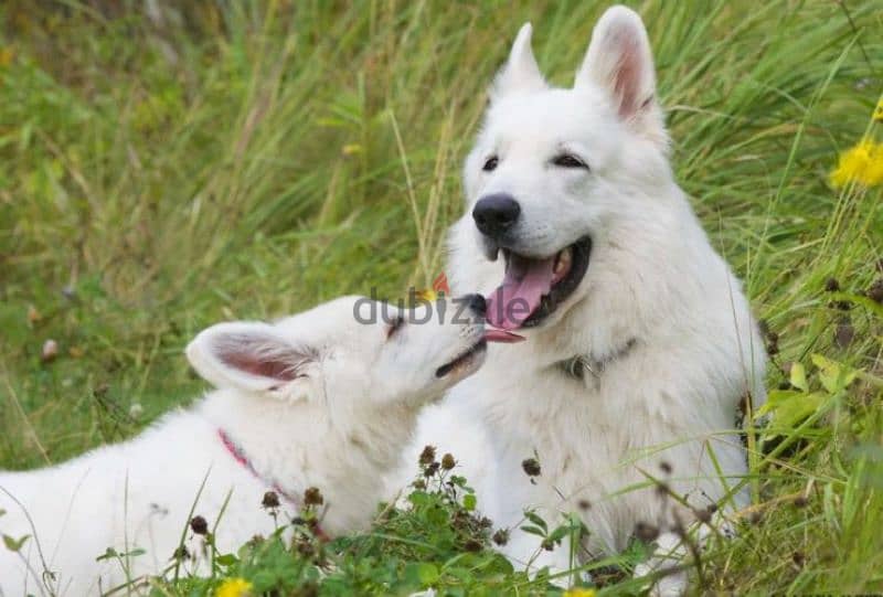 white Swiss shepherd female from Russia 3