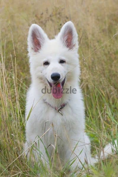 white Swiss shepherd female from Russia 4