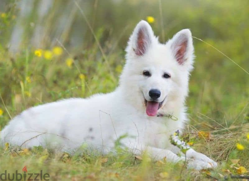 white Swiss shepherd female from Russia 5