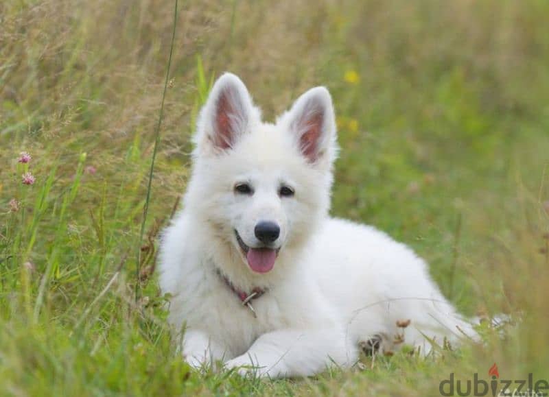 white Swiss shepherd female from Russia 6