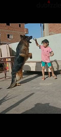 German shepherd long hair for sale