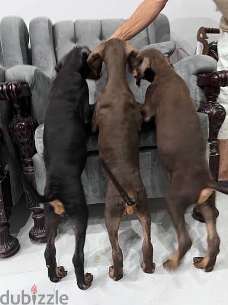 Doberman for Sale دوبرمان للبيع 2