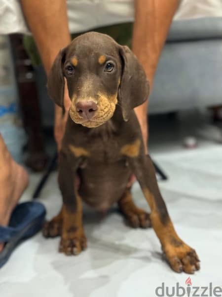 Doberman for Sale دوبرمان للبيع 1