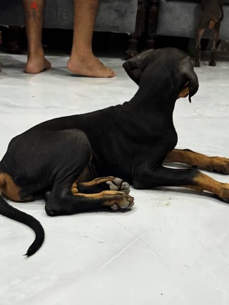 Doberman for Sale دوبرمان للبيع 3