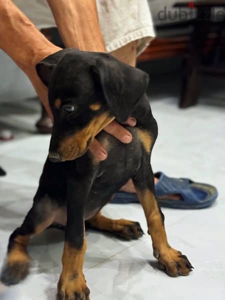 Doberman for Sale دوبرمان للبيع 4