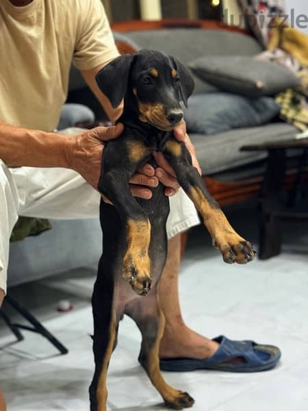 Doberman for Sale دوبرمان للبيع 5