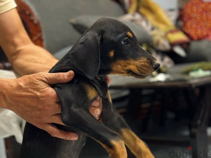 Doberman for Sale دوبرمان للبيع 6