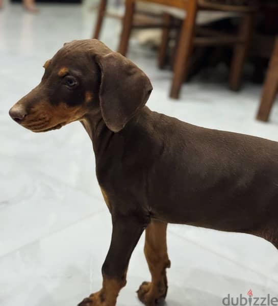 Doberman for Sale دوبرمان للبيع 7