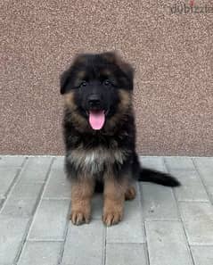 جرو ولد جيرمان للبيع شولاين German shepherd puppies