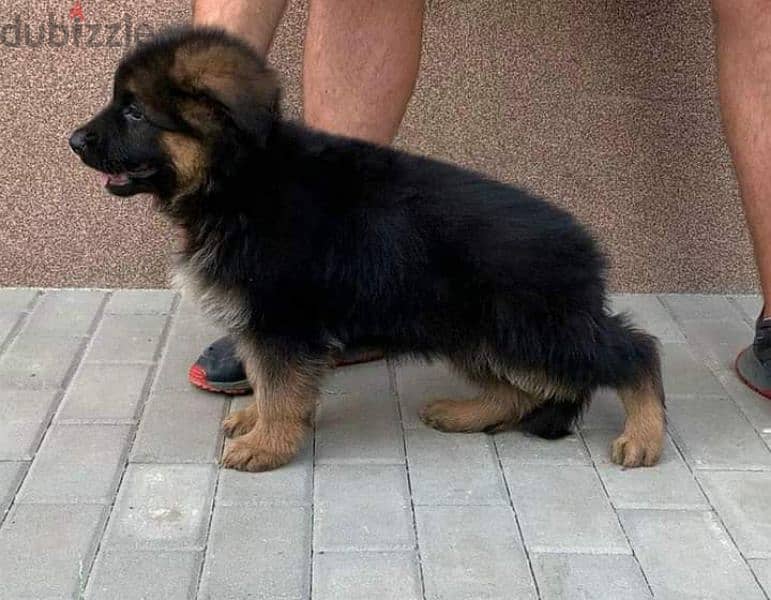 جرو ولد جيرمان للبيع شولاين German shepherd puppies 1