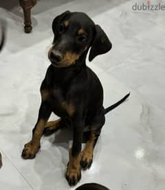 Doberman for Sale دوبرمان للبيع