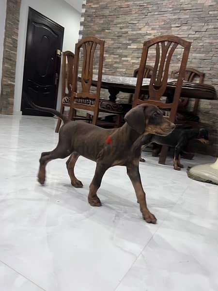 Doberman for Sale دوبرمان للبيع 8