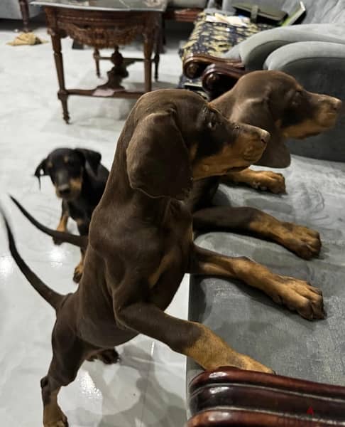 Doberman for Sale دوبرمان للبيع 9