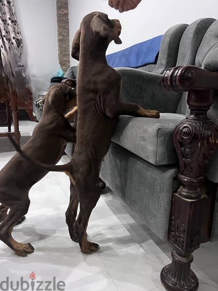 Doberman for Sale دوبرمان للبيع 10