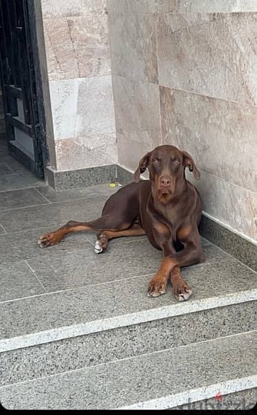 Doberman for Sale دوبرمان للبيع 12