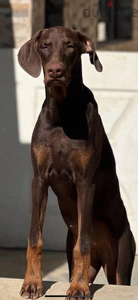 Doberman for Sale دوبرمان للبيع 13