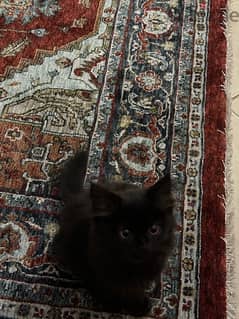 Persian Iranian cat 0