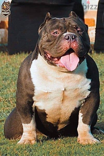 male American bully 1