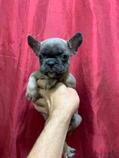 French bulldog