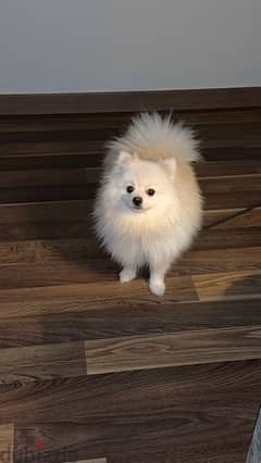 Pomeranian