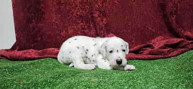 Dalmatian puppies