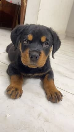 ‏ Rottweiler