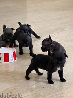 French bulldogs puppies