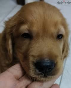 Golden retriever Puppy جرو جولدن ريتريفر