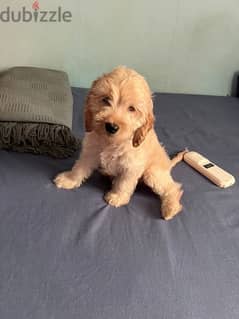 cockapoo dog for sale with crate and bed 0