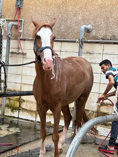 Balady X foreign horse with custom saddle from dubai 0