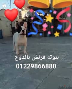 فرنش بل دوج