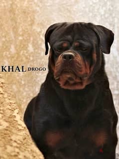 male rottweiler with bedigree