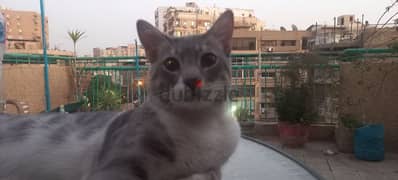 قط للتبنى - House cat for adoption