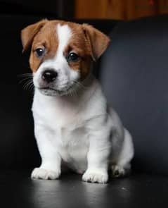 Jack Russell terrier puppy Male from Russia