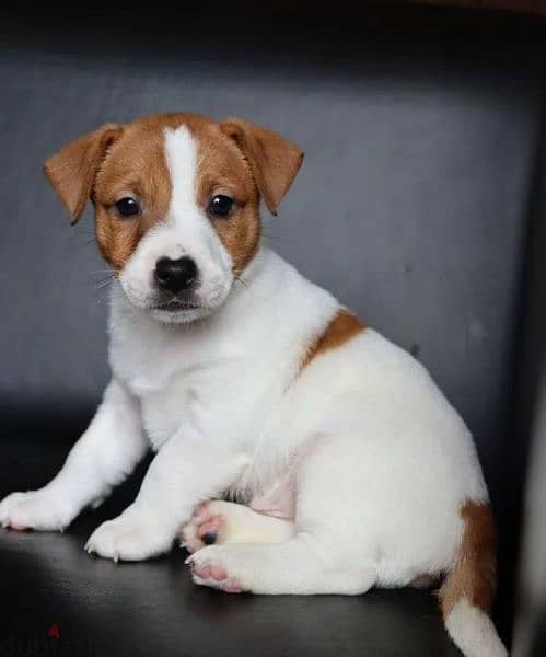 Jack Russell terrier puppy Male from Russia 1