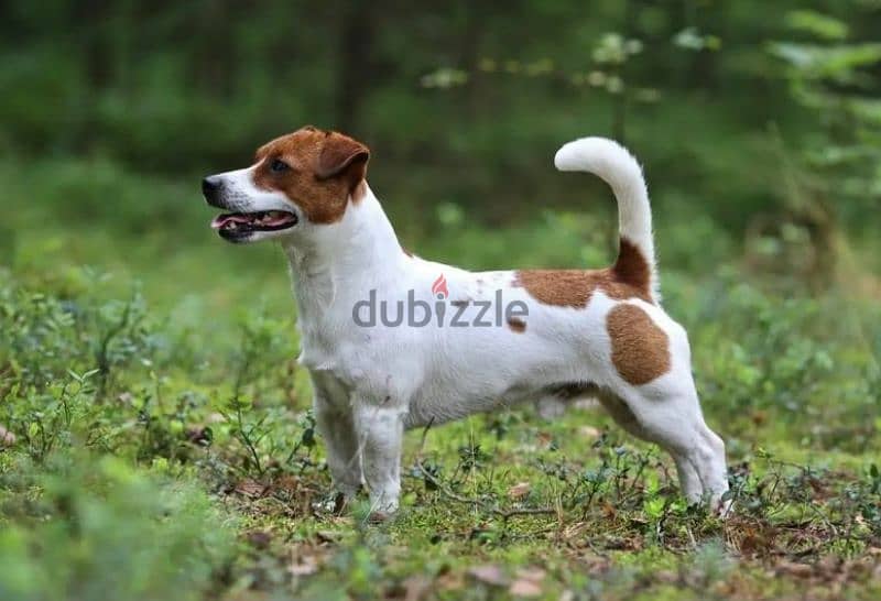 Jack Russell terrier puppy Male from Russia 2