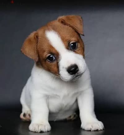 Jack Russell terrier puppy Male from Russia