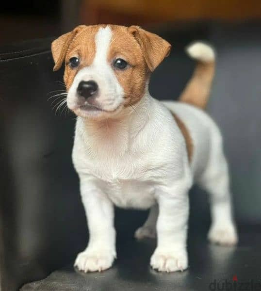 Jack Russell terrier puppy Male from Russia 4