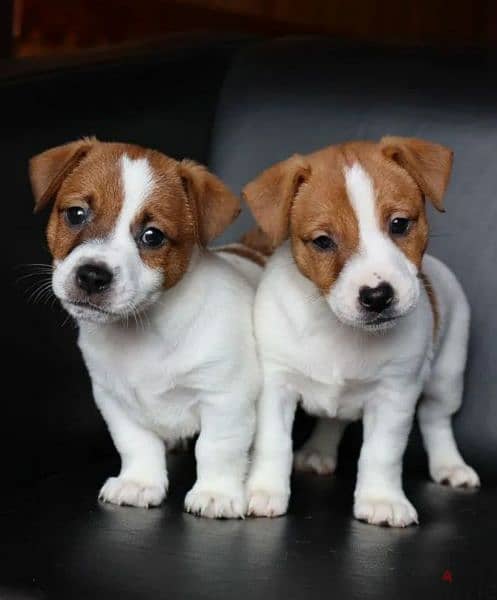 Jack Russell terrier puppy Male from Russia 5