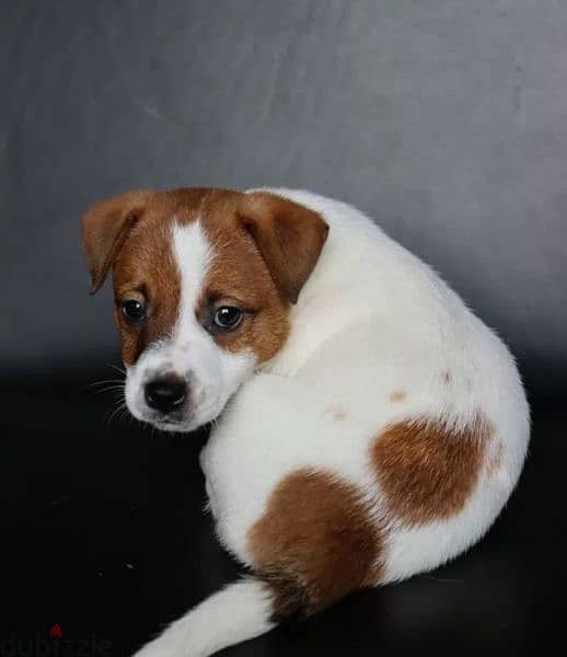 Jack Russell terrier puppy Male from Russia 6