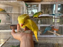 indian Ringneck parrot بغبغان دره أليف