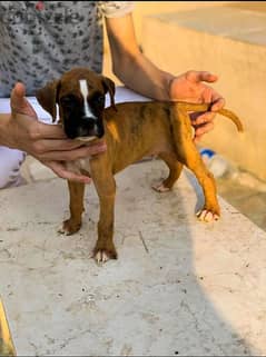 boxer dog puppies