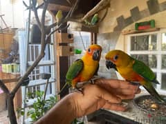 Genday Conur parrot بغبغانات جنداي أليفه