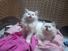 قطط شيرازي للبيع persian cats for sale