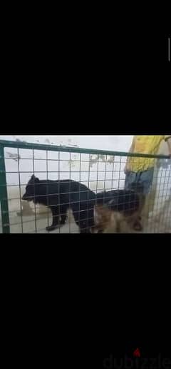 نتايه جيرمن شيبرد متجوزة | Female German Shepherd