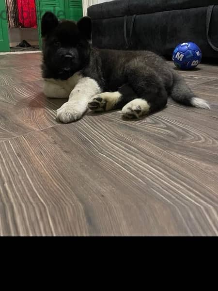 Akita Female 6 Month . . Phone: 01068211257 3